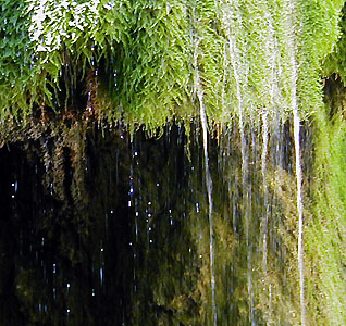 OLYMPUS C960Z: ISO 250, F=65 mm, f/3.8, 1/23 s